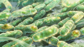 Vitamine K2 et vieillissement biologique : ce que disent les données probantes sur les artères, les os et la longévité